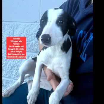 Twinkie -  Whippet Dog for Adoption in Oviedo, Florida - Twinkie | PetCurious