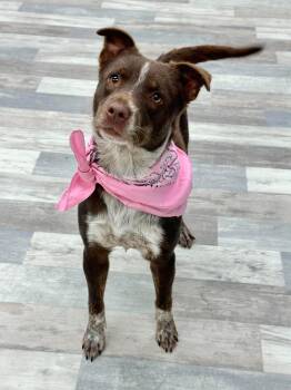 sydney -  Australian Shepherd Dog for Adoption in Olympia, Washington - Sydney | PetCurious
