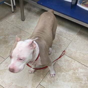 Lola -  Pit Bull Terrier Dog for Adoption in Galveston, Texas - Lola | PetCurious