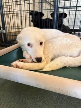 Collie and Retriever Dogs Available for Adoption in Fort Lupton, Colorado - Bagnoli | PetCurious