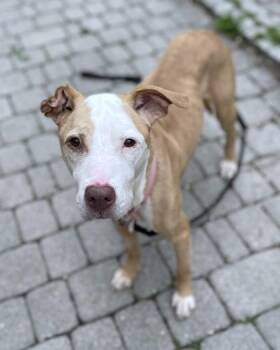 Pit Bull Terrier and Mixed Breed Dogs Available for Adoption - Wiley | PetCurious