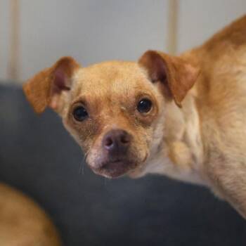 FRED -  Chihuahua Dog for Adoption in San Antonio, Texas - FRED | PetCurious