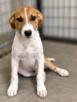 Seven -  American Bulldog and Labrador Retriever Dog for Adoption in Colorado Springs, Colorado - Seven | PetCurious