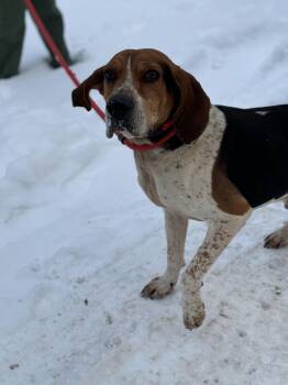 Treeing Walker Coonhound Dogs Available for Adoption - Walker | PetCurious