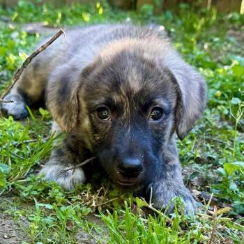 Mixed Breed Dogs Available for Adoption in Richmond, Virginia - Bailey | PetCurious