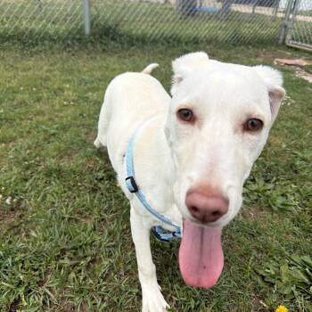 Kody -  Labrador Retriever Dog for Adoption in Mineral Point, Wisconsin - Kody | PetCurious