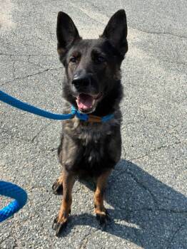 Dylan -  German Shepherd Dog Dog for Adoption in Attleboro, Massachusetts - Dylan | PetCurious