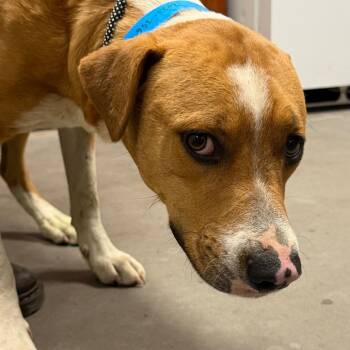 Pit Bull Terrier and Mixed Breed Dogs Available for Adoption - Santana | PetCurious