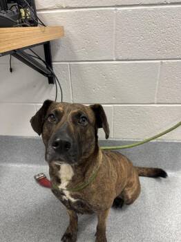 ELOISE -  Beagle and Pit Bull Terrier Dog for Adoption in Indianapolis, Indiana - ELOISE | PetCurious