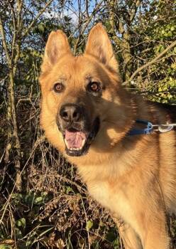 Rescue Mixed Breed Dogs for Adoption in Maumee, Ohio - Zeus | PetCurious