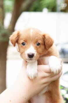 Hopper -  Aussiedoodle and Goldendoodle Dog for Adoption in Franklin, Tennessee - Hopper | PetCurious