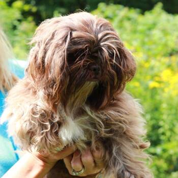 CT Forge -  Shih Tzu and Mixed Breed Dog for Adoption in Stormville, New York - CT Forge | PetCurious