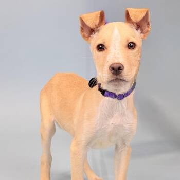 Pit Bull Terrier and Chihuahua Dogs Available for Adoption - Snap | PetCurious