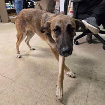 Matilda -  German Shepherd Dog Dog for Adoption in Birmingham, Alabama - Matilda | PetCurious