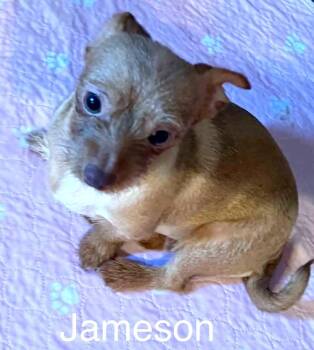 Jameson - ALMN -  Shih Tzu and Dachshund Dog for Adoption in Albert Lea, Minnesota - Jameson - ALMN | PetCurious