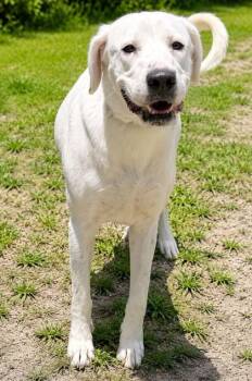 Chloe -  Dogo Argentino and Great Pyrenees Dog for Adoption in Palm Coast, Florida - Chloe | PetCurious