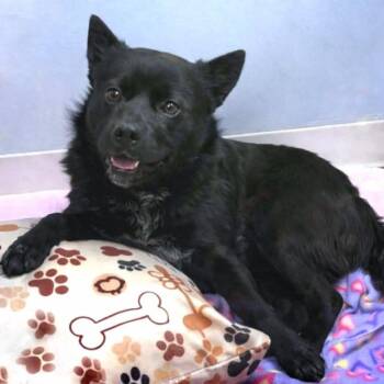 Schipperke Dogs Available for Adoption - Ollie | PetCurious