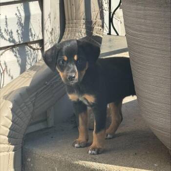 Labrador Retriever Dogs Available for Adoption in Kansas City, Kansas - 18th And Vine | PetCurious