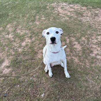 Chloe -  Bulldog and Labrador Retriever Dog Available for Adoption in Leesburg, Georgia - Chloe | PetCurious