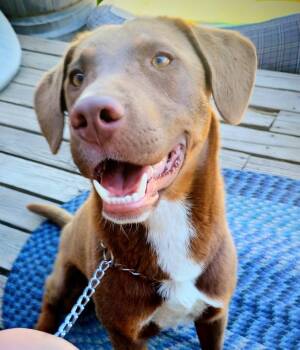 COOPER THE SUPER TROOPER -  Doberman Pinscher and Australian Cattle Dog Blue Heeler Dog for Adoption in Yakima, Washington - COOPER THE SUPER TROOPER | PetCurious