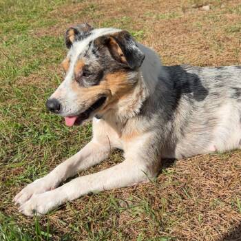 Lady -  Australian Shepherd Dog for Adoption in Brainerd, Minnesota - Lady | PetCurious