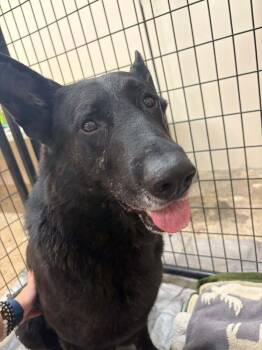 Tex -  Shepherd and Mixed Breed Dog for Adoption in Calgary, Alberta - Tex | PetCurious