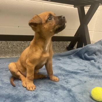 Cardboard -  Pug and Beagle Dog for Adoption in Dayton, Ohio - Cardboard | PetCurious