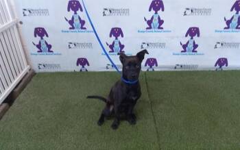 Patterdale Terrier Fell Terrier and Chihuahua Dogs Available for Adoption - MEEKS | PetCurious