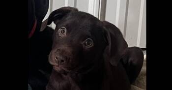 Miles -  Chihuahua and Mixed Breed Dog for Adoption in Papillion, Nebraska - Miles | PetCurious