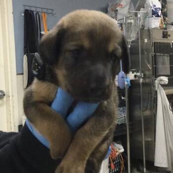 MONKEY -  Saint Bernard and German Shepherd Dog Dog for Adoption in Riverside, California - MONKEY | PetCurious