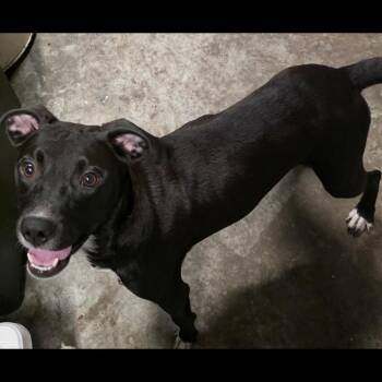 Taco -  Retriever and Mixed Breed Dog for Adoption in Fairfax Station, Virginia - Taco | PetCurious