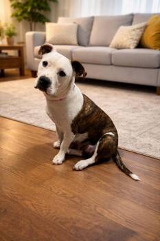 Boxer and Pit Bull Terrier Dogs Available for Adoption in Oswego, Illinois - Zuma | PetCurious