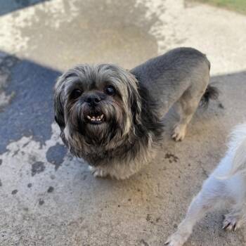 Little Man -  Shih Tzu Dog for Adoption in Grand Junction, Colorado - Little Man | PetCurious