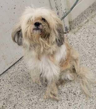 Vern -  Mixed Breed Dog for Adoption in Kansas City, Missouri - Vern | PetCurious