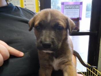 HEPHAESTUS -  Pit Bull Terrier and Mixed Breed Dog for Adoption in Tulsa, Oklahoma - HEPHAESTUS | PetCurious