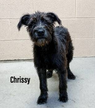 Chrissy -  Terrier and Schnauzer Dog for Adoption in Clearfield, Kentucky - Chrissy | PetCurious
