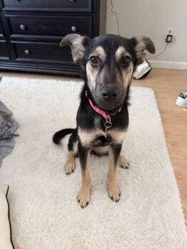 Veda -  German Shepherd Dog Dog for Adoption in Roxbury Township, New Jersey - Veda | PetCurious