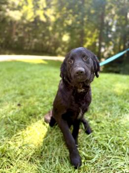Kara- Transport -  Collie and Mixed Breed Dog for Adoption in Gradyville, Kentucky - Kara- Transport | PetCurious