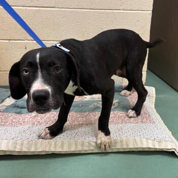 Tanter -  Mixed Breed Dog for Adoption in Memphis, Tennessee - Tanter | PetCurious