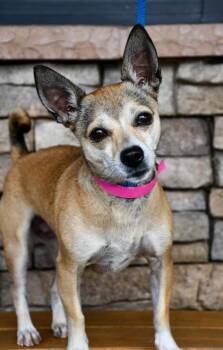 Chihuahua and Mixed Breed Dogs Available for Adoption - Eve | PetCurious