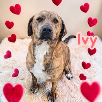 Labrador Retriever and Plott Hound Dogs Available for Adoption - Ivy | PetCurious