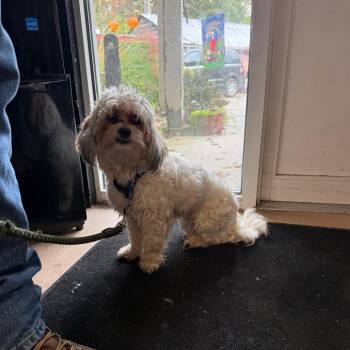 Frankie -  Shih Tzu Dog for Adoption in Walden, New York - Frankie | PetCurious