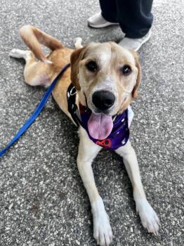 Rescue Golden Retriever Dogs for Adoption in Ringwood, New Jersey - Remy | PetCurious