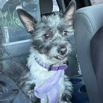 Cairn Terrier and Mixed Breed Dogs Available for Adoption in Boerne, Texas - Cookie | PetCurious
