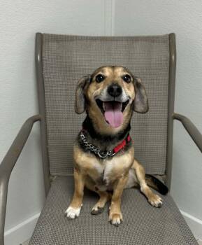 Beagle Dogs Available for Adoption - Benny | PetCurious