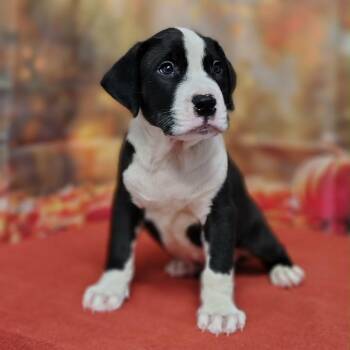 Max -  Pit Bull Terrier and Mixed Breed Dog for Adoption in Griswold, Connecticut - Max | PetCurious