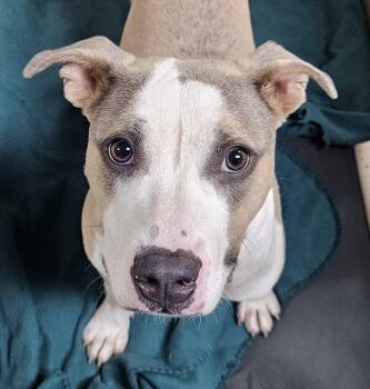 Rescue Boxer and Staffordshire Bull Terrier Dogs for Adoption in Heathsville, Virginia - Honeycomb | PetCurious