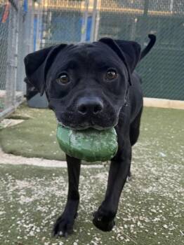 Boxer and Labrador Retriever Dogs Available for Adoption - Filo | PetCurious