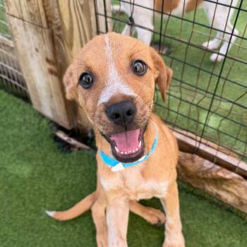 Kona 4549 -  Mixed Breed Dog for Adoption in Loxahatchee Groves, Florida - Kona 4549 | PetCurious