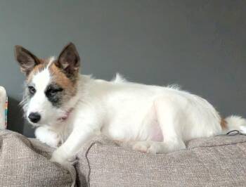 Maggie -  Scottish Terrier and Siberian Husky Dog for Adoption in Lima, Ohio - Maggie | PetCurious